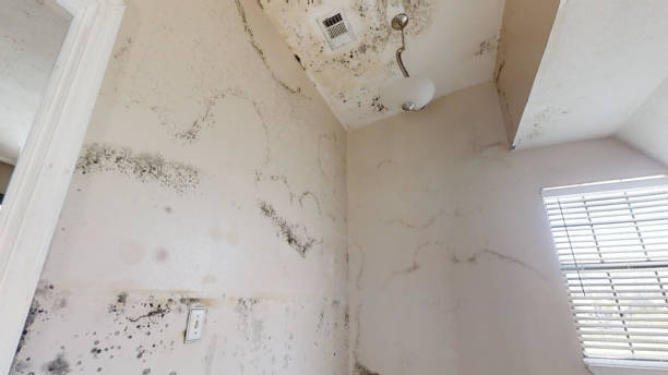 Best Industrial Mold Remediation  in Alderson, WV