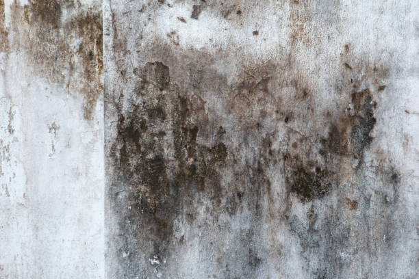 Best Mold Remediation for Vacation Homes  in Alderson, WV