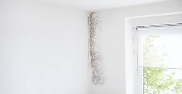 Best Real Estate Mold Inspection  in Alderson, WV