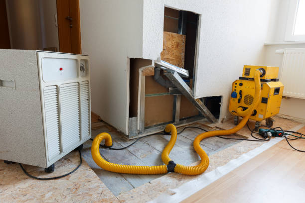Best Attic Mold Removal  in Alderson, WV