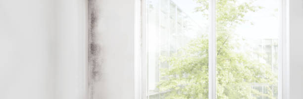 Reliable Alderson, WV Mold Removal Solutions