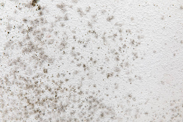 Best Mold Remediation for Healthcare Facilities  in Alderson, WV