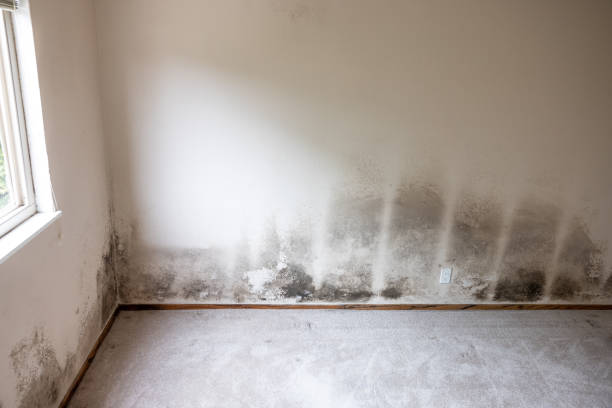 Best Mold Documentation for Insurance Claims  in Alderson, WV