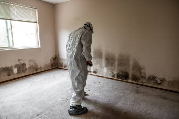 Best Attic Mold Removal  in Alderson, WV