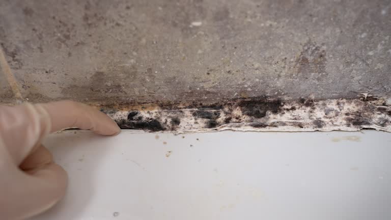 Best Comprehensive Air Testing for Mold Contaminants  in Alderson, WV